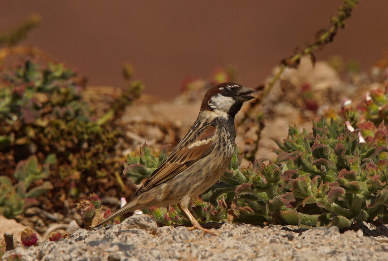 Moineau espagnol