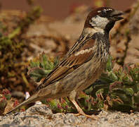 Spanish Sparrow