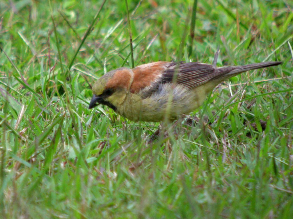 Plain-backed Sparrow