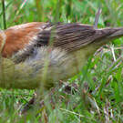 Moineau flavéole