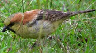 Plain-backed Sparrow