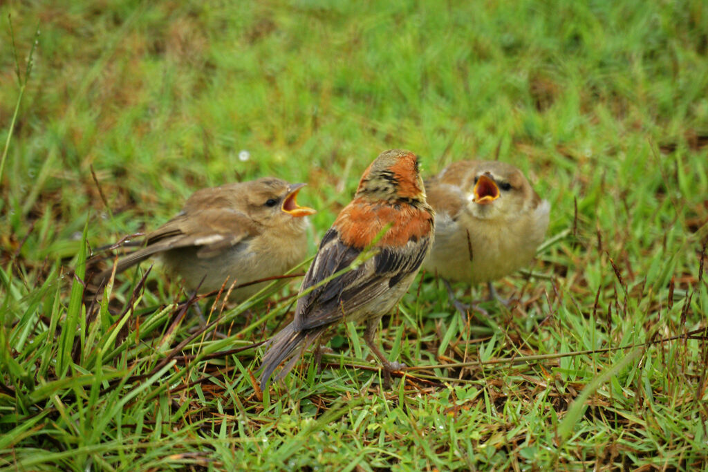 Plain-backed Sparrow