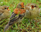 Moineau flavéole