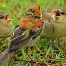 Moineau flavéole