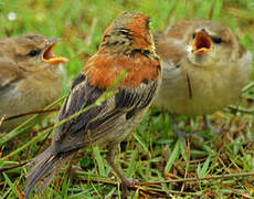 Plain-backed Sparrow