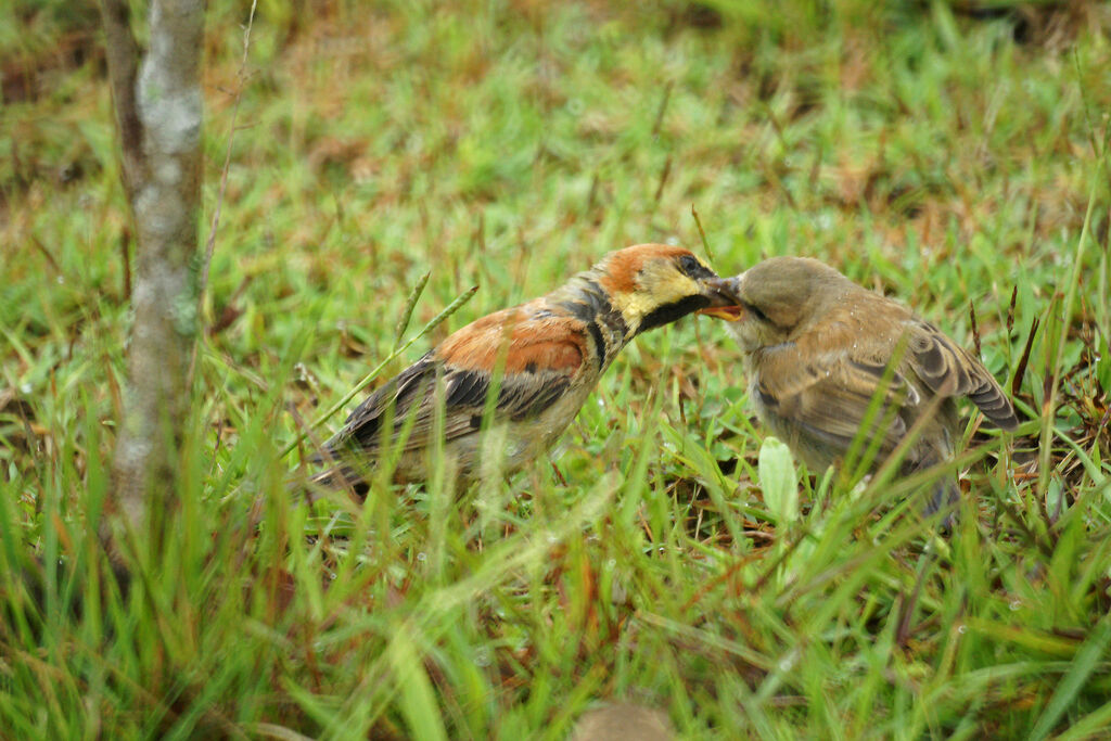 Moineau flavéole