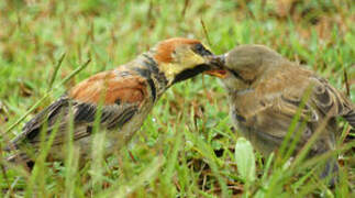 Plain-backed Sparrow