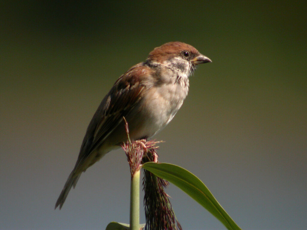 Eurasian Tree Sparrow