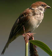 Eurasian Tree Sparrow