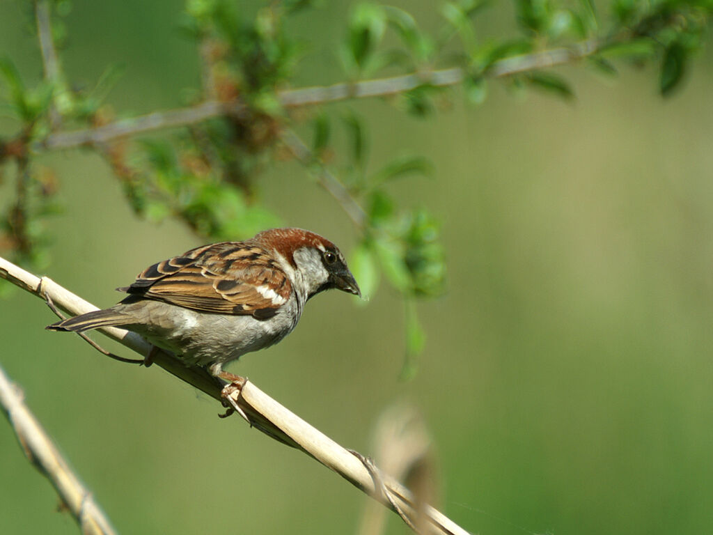 Eurasian Tree Sparrow