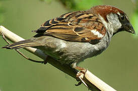 Eurasian Tree Sparrow