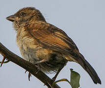 Northern Grey-headed Sparrow