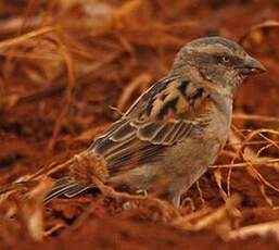 Moineau roux