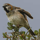 Moineau roux