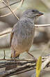 Moineau sud-africain