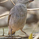 Moineau sud-africain