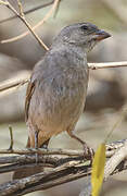 Moineau sud-africain