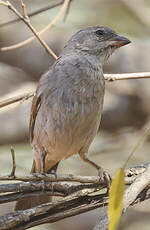 Moineau sud-africain