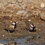 Fischer's Sparrow-Lark