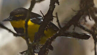 Black-breasted Boatbill