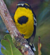 Black-breasted Boatbill