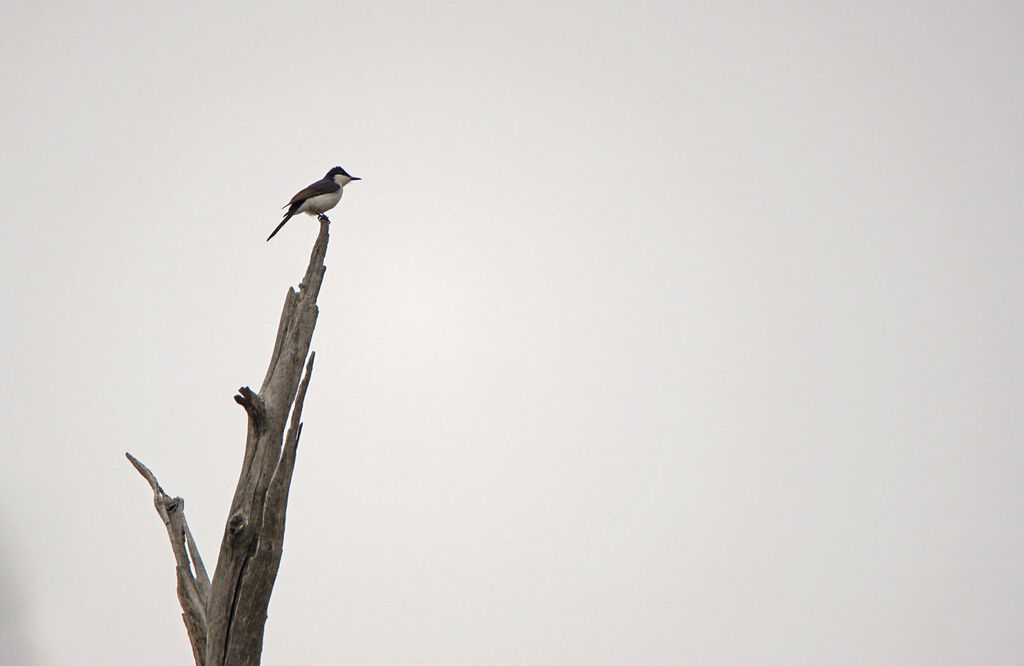 Restless Flycatcher