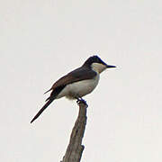 Restless Flycatcher