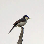 Restless Flycatcher