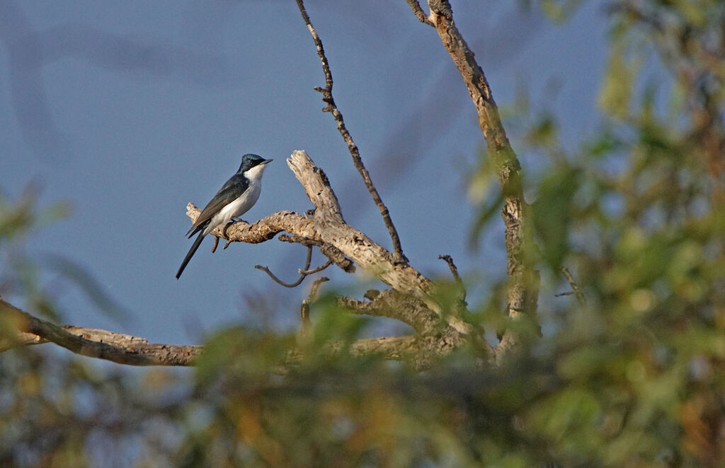 Restless Flycatcher