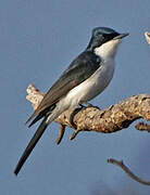 Restless Flycatcher