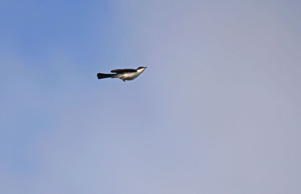 Restless Flycatcher, Flight