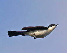 Restless Flycatcher