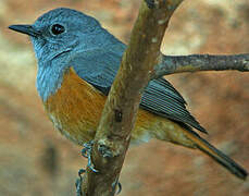 Forest Rock Thrush