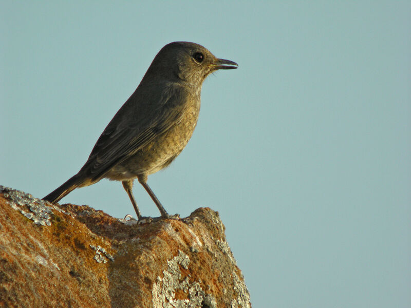 Forest Rock Thrush female