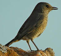 Forest Rock Thrush