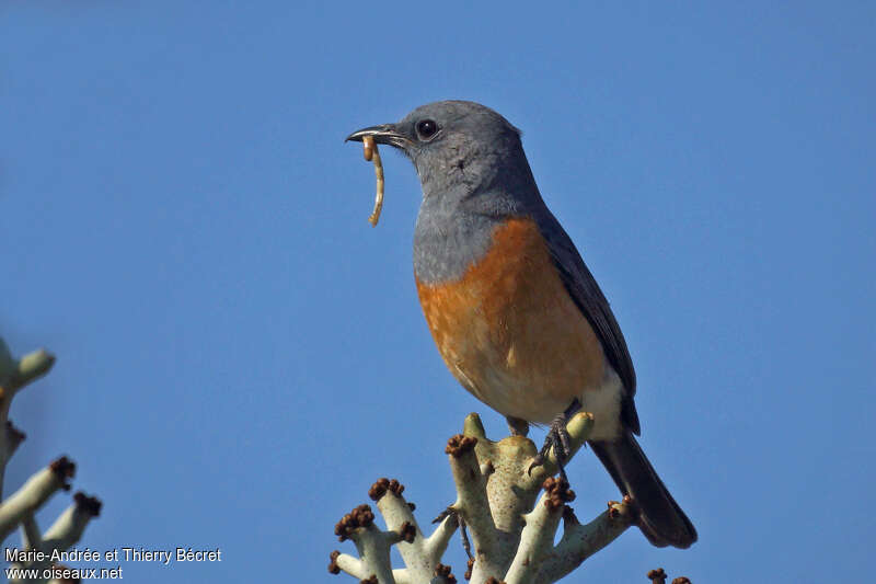 Littoral Rock Thrush male adult, close-up portrait, pigmentation, feeding habits