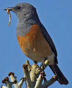 Littoral Rock Thrush