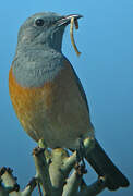 Littoral Rock Thrush