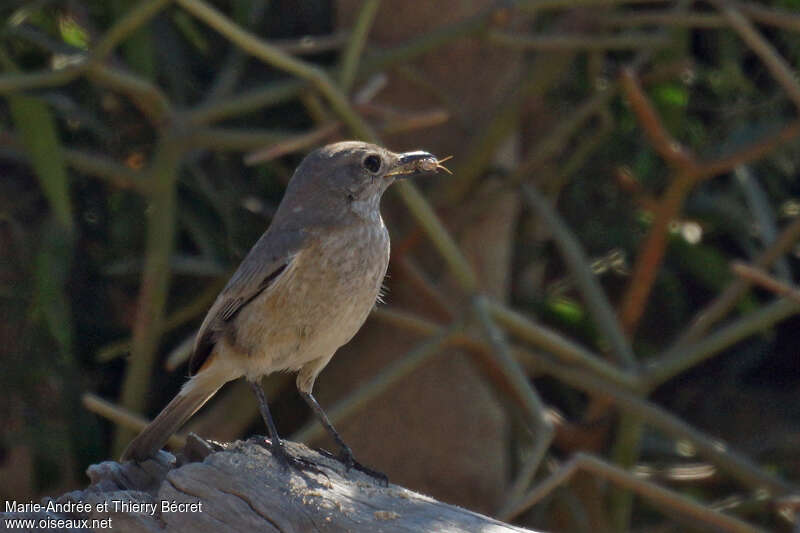 Littoral Rock Thrush female adult, pigmentation, feeding habits