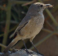 Littoral Rock Thrush