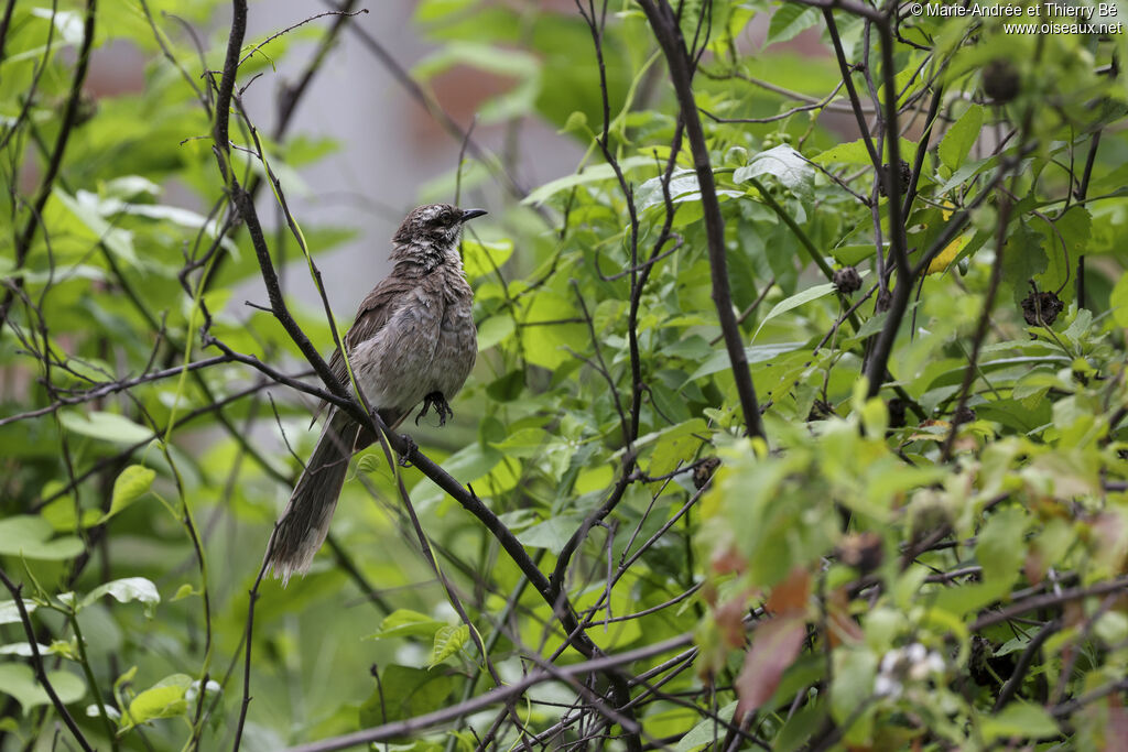 Long-tailed Mockingbird