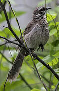 Long-tailed Mockingbird