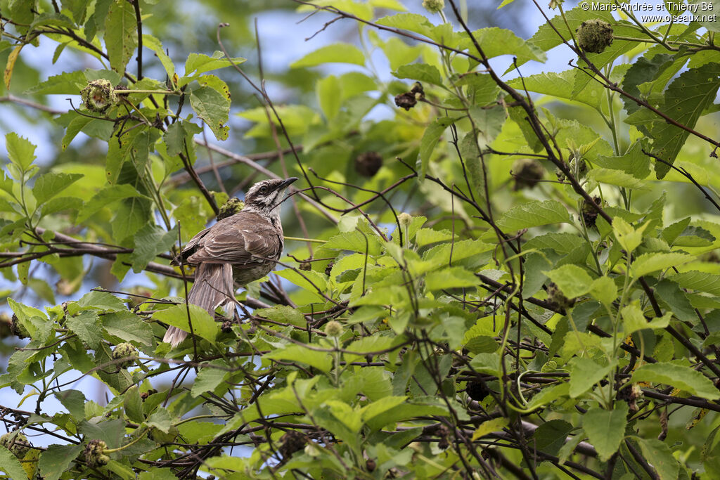 Long-tailed Mockingbird