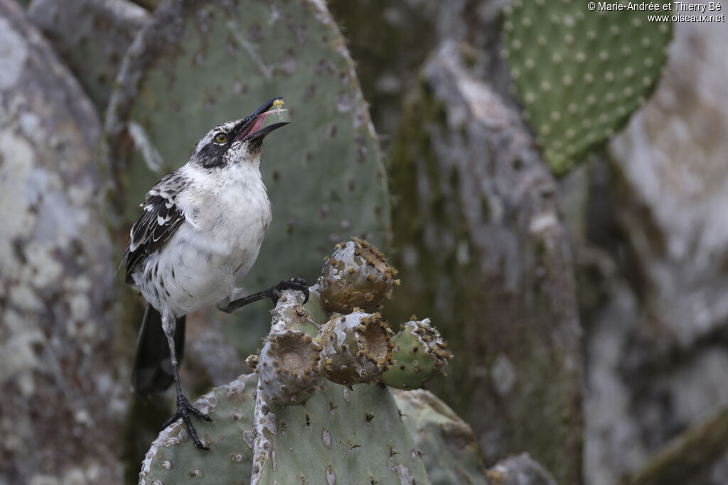 Galapagos Mockingbird