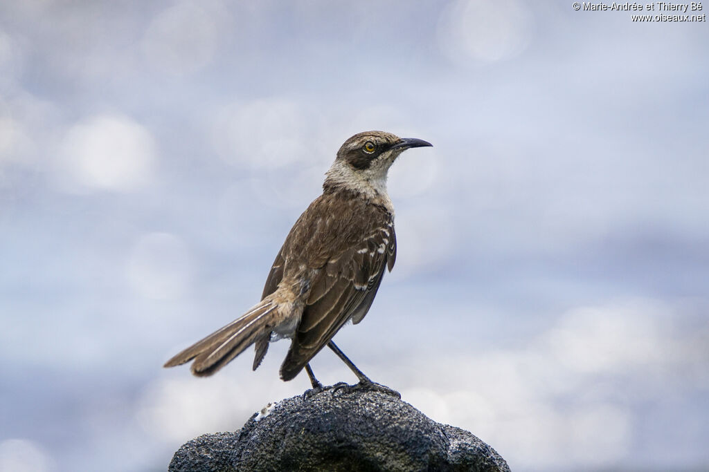 Moqueur des Galapagos