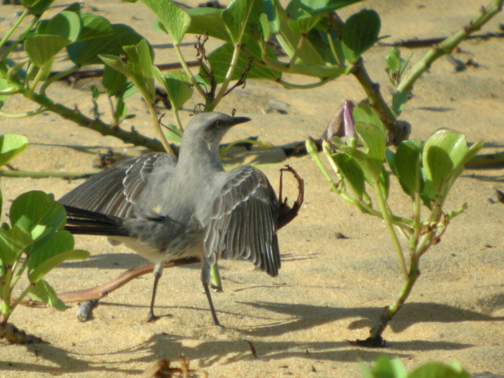 Tropical Mockingbird