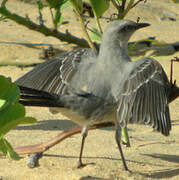 Tropical Mockingbird