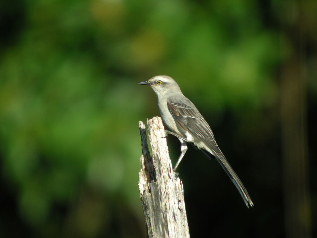 Tropical Mockingbird