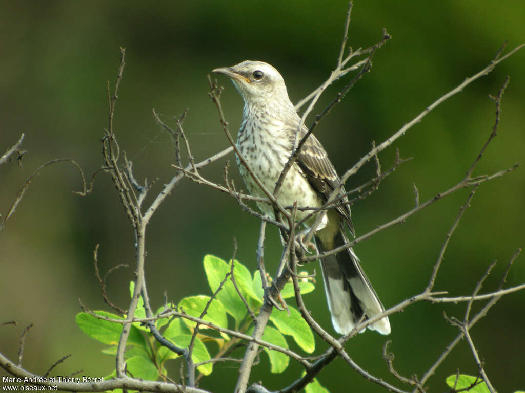 Moqueur des savanesjuvénile, identification