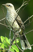 Tropical Mockingbird